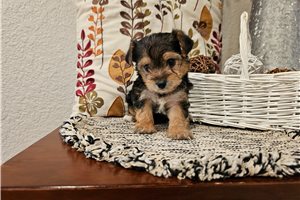 Peppy - puppy for sale