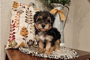Naomi - Yorkiepoo - Yorkie Poo for sale