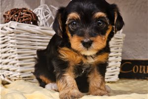 Mystery - Yorkiepoo - Yorkie Poo for sale