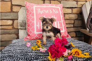Penelope - puppy for sale