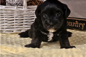 Marshmallow - Yorkiepoo - Yorkie Poo for sale