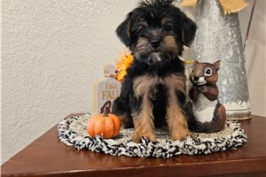 Pheobe - Yorkiepoo for sale
