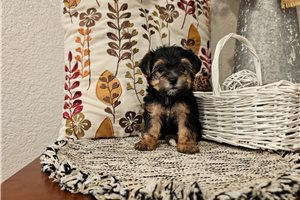 Pansy - puppy for sale