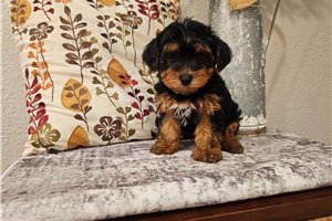 Lisa - Yorkiepoo - Yorkie Poo for sale
