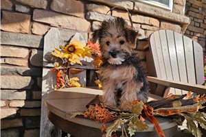 Pablo - Yorkiepoo for sale