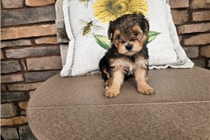 Nicole - puppy for sale