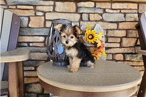 Penelope - Yorkiepoo for sale