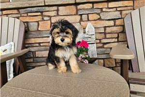 Niles - Yorkiepoo - Yorkie Poo for sale