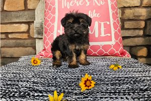 Piper - Yorkiepoo - Yorkie Poo for sale