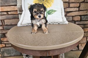 Naomi - puppy for sale