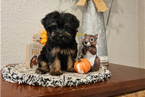 Piper - Yorkiepoo for sale