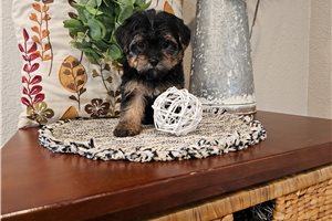 Pluto - Yorkiepoo - Yorkie Poo for sale