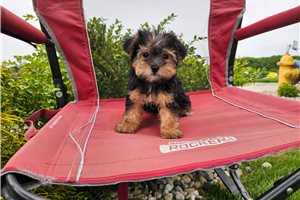 Pansy - Yorkiepoo - Yorkie Poo for sale