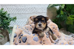 Prue - puppy for sale