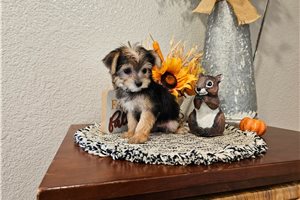 Penelope - Yorkiepoo for sale