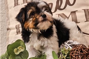 Maximillian - Yorkiepoo - Yorkie Poo for sale