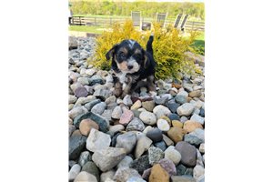Bella - Yorkiepoo - Yorkie Poo for sale