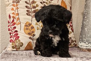 Marshmallow - Yorkiepoo - Yorkie Poo for sale