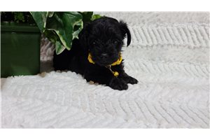 Gladys - puppy for sale