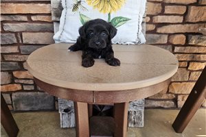 Midnight - Yorkiepoo - Yorkie Poo for sale