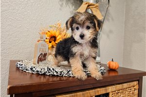 Pepperjack - Yorkiepoo for sale
