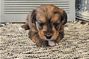 Lucy - Yorkiepoo - Yorkie Poo for sale