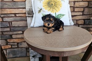 Liana - Yorkiepoo - Yorkie Poo for sale
