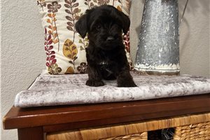 Midnight - Yorkiepoo - Yorkie Poo for sale