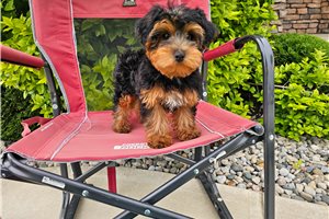 Lisa - Yorkiepoo - Yorkie Poo for sale