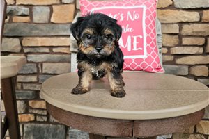 Pluto - puppy for sale