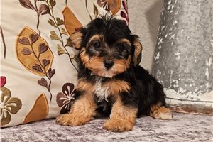 Mystery - Yorkiepoo - Yorkie Poo for sale