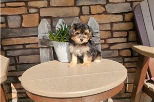 Niles - Yorkiepoo - Yorkie Poo for sale