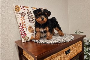 Lisa - Yorkiepoo - Yorkie Poo for sale