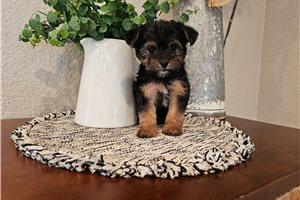 Pepsie - Yorkiepoo - Yorkie Poo for sale
