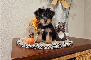 Paige - Yorkiepoo for sale