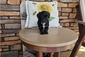 Marshmallow - Yorkiepoo - Yorkie Poo for sale