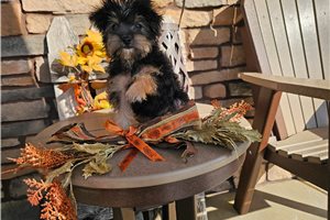 Pheobe - Yorkiepoo for sale