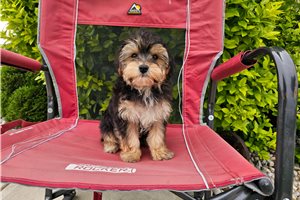 Niles - Yorkiepoo - Yorkie Poo for sale