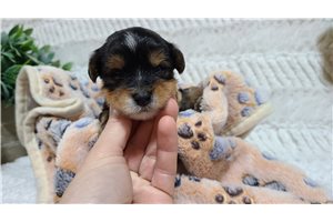 Phineas - puppy for sale