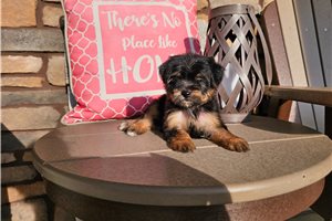 Pheobe - Yorkiepoo - Yorkie Poo for sale