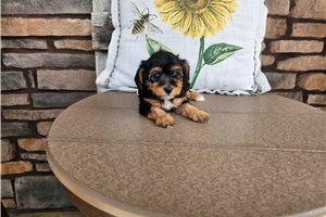 Mystery - Yorkiepoo - Yorkie Poo for sale