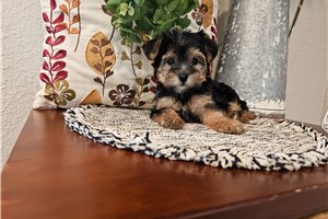Pansy - Yorkiepoo - Yorkie Poo for sale