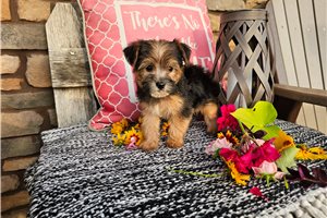 Pablo - Yorkiepoo - Yorkie Poo for sale
