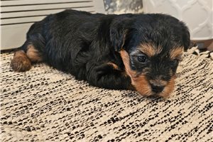 Liana - Yorkiepoo - Yorkie Poo for sale