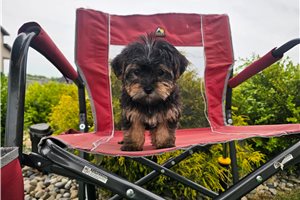 Pluto - Yorkiepoo - Yorkie Poo for sale