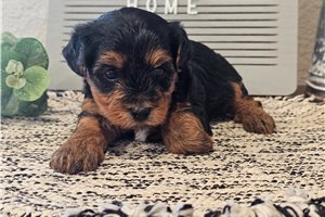 Lisa - Yorkiepoo - Yorkie Poo for sale