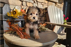 Penelope - Yorkiepoo for sale
