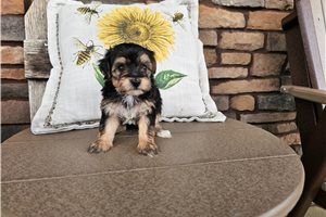 Niles - Yorkiepoo - Yorkie Poo for sale