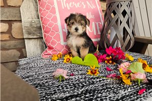 Pepperjack - Yorkiepoo - Yorkie Poo for sale