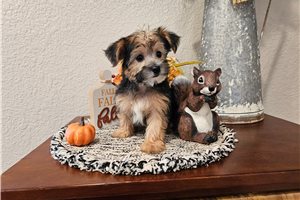 Pablo - Yorkiepoo for sale